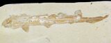 Cretaceous Fossil Shark (Pararhinchodon) - With Pos/Neg #107614-1